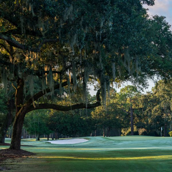 a tree on a golf course