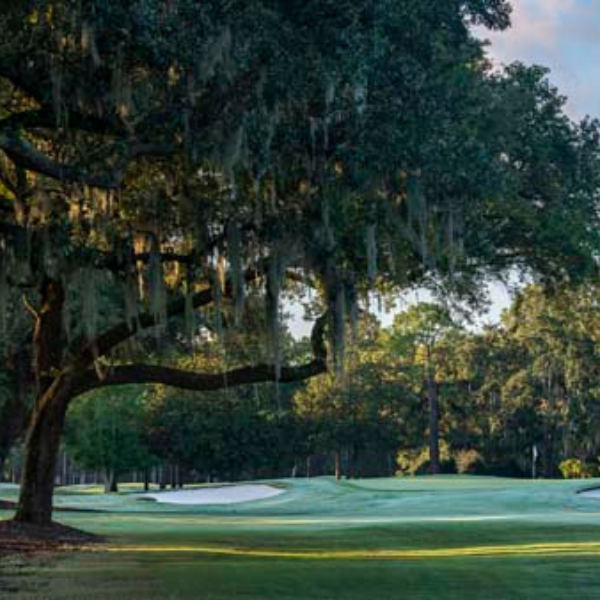 a tree on a golf course