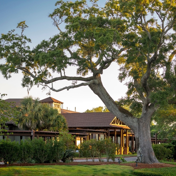 a large tree next to a building