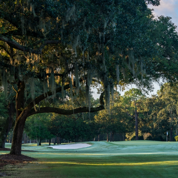 a tree on a golf course
