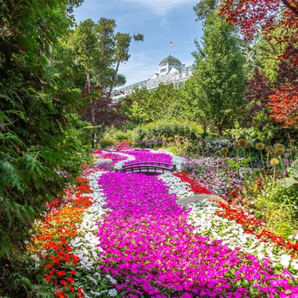 a garden with colorful flowers