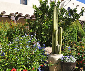 a cactus in a pot in front of a house