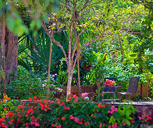 a garden with chairs and trees