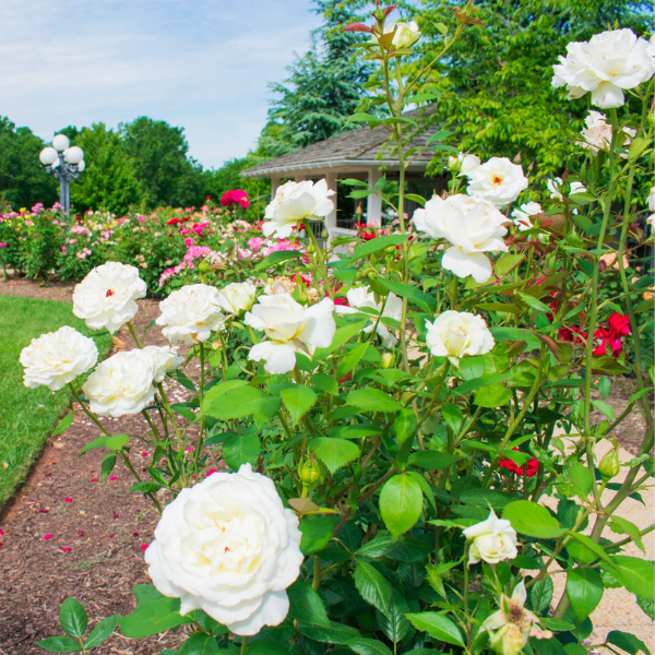 a white flowers in a garden