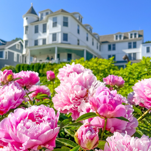 a group of pink flowers in front of a white house