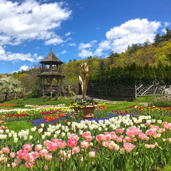 a field of colorful flowers
