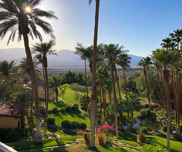 a palm trees and a house