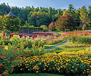 a garden with many flowers