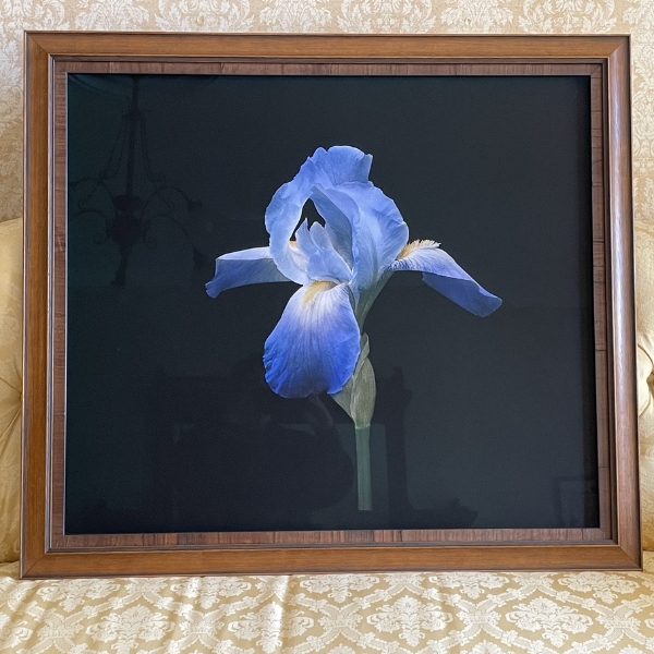 a framed picture of a blue flower