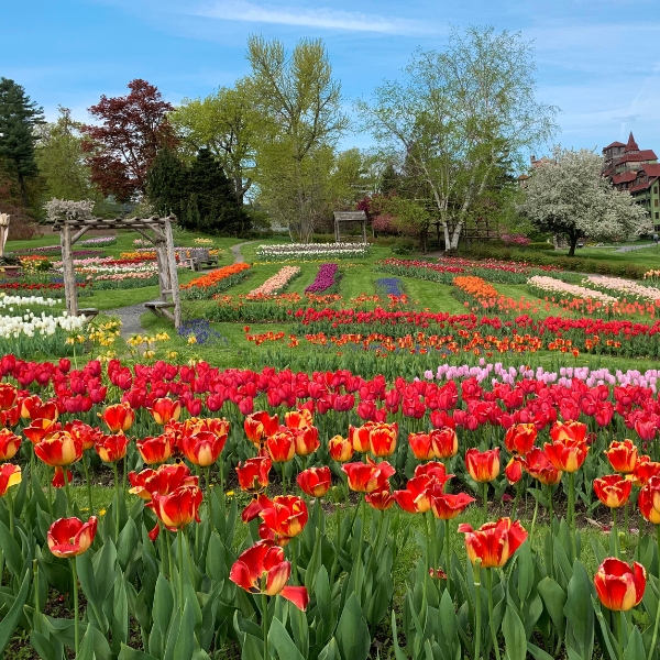 a field of flowers with trees and buildings in the background