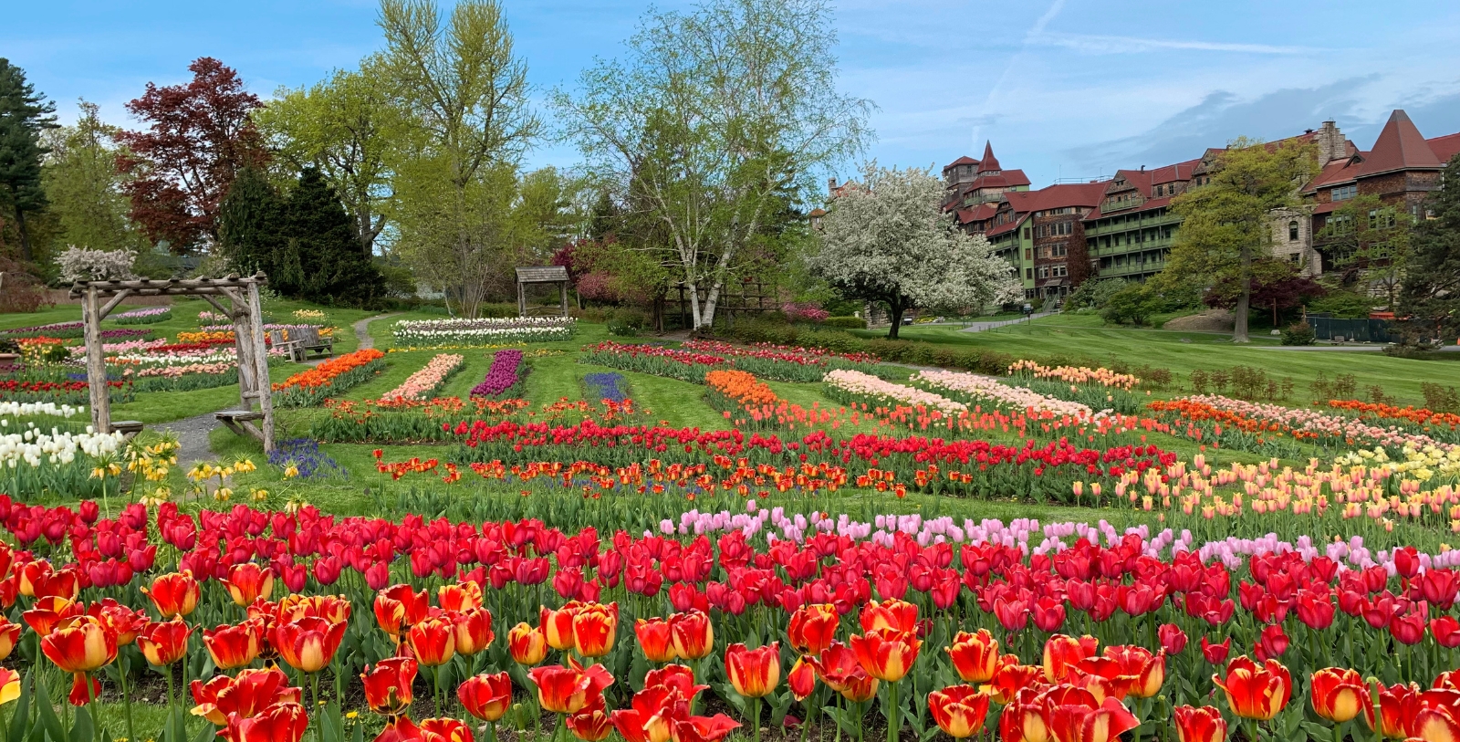 a field of flowers with trees and buildings in the background