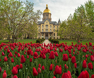 a field of red flowers in front of a building