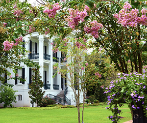 a white house with purple flowers