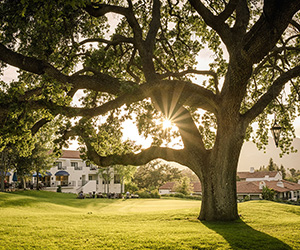 a tree in a park with a house in the background