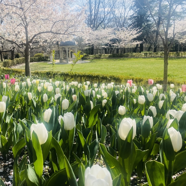 a field of white and pink tulips