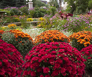 a garden with many flowers