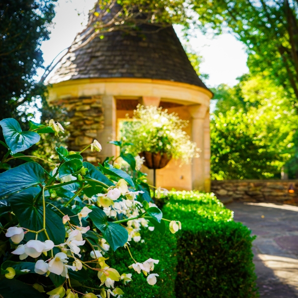 a white flowers in a garden