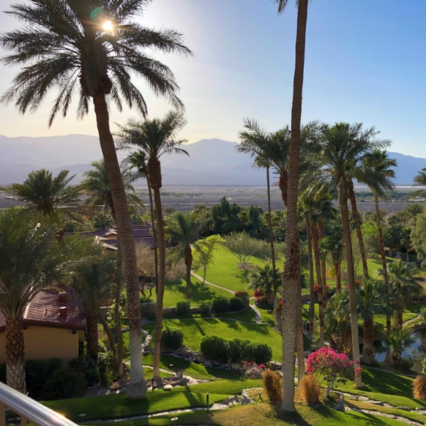 a palm trees and a landscape