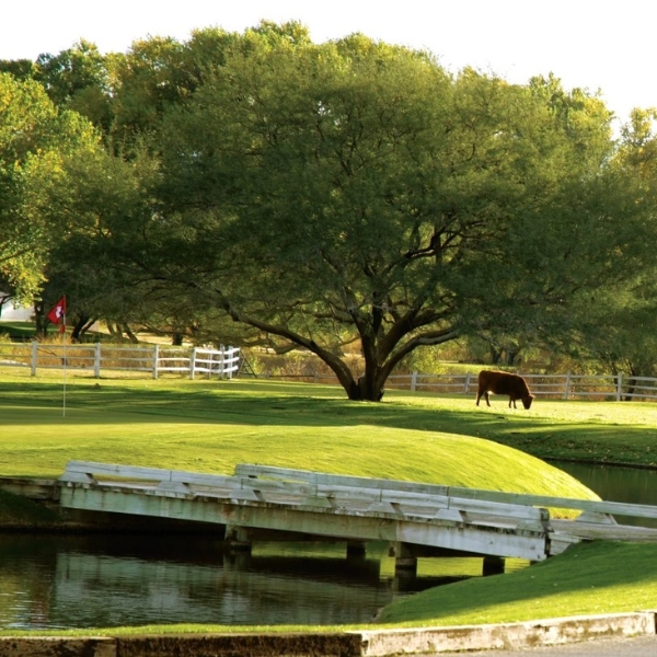 a horse grazing on a green field