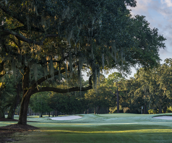 a tree on a golf course