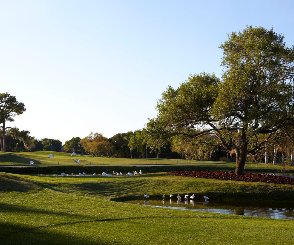 a group of birds in a pond