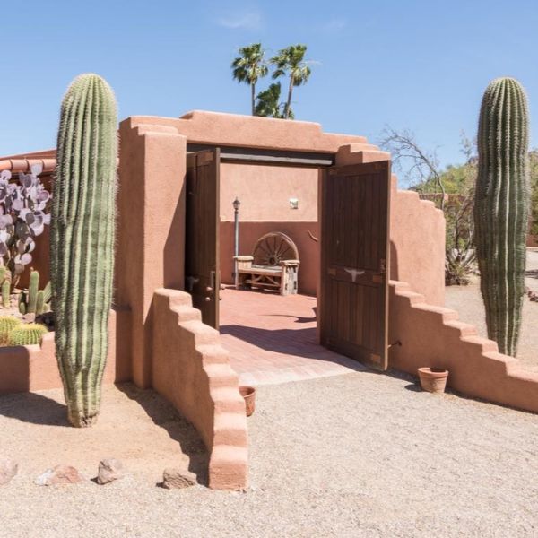 a cactus in a desert