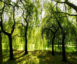 a group of trees in a park