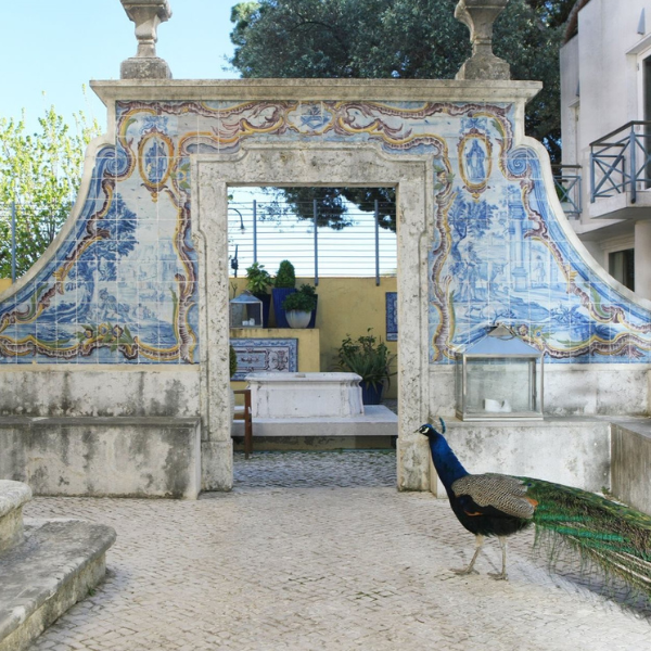 a peacock standing in front of a blue and white tiled archway