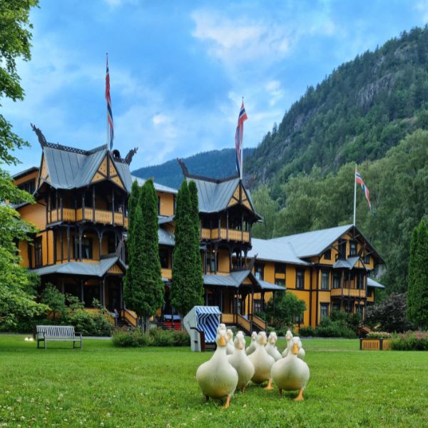 a group of ducks in a grassy area in front of a building