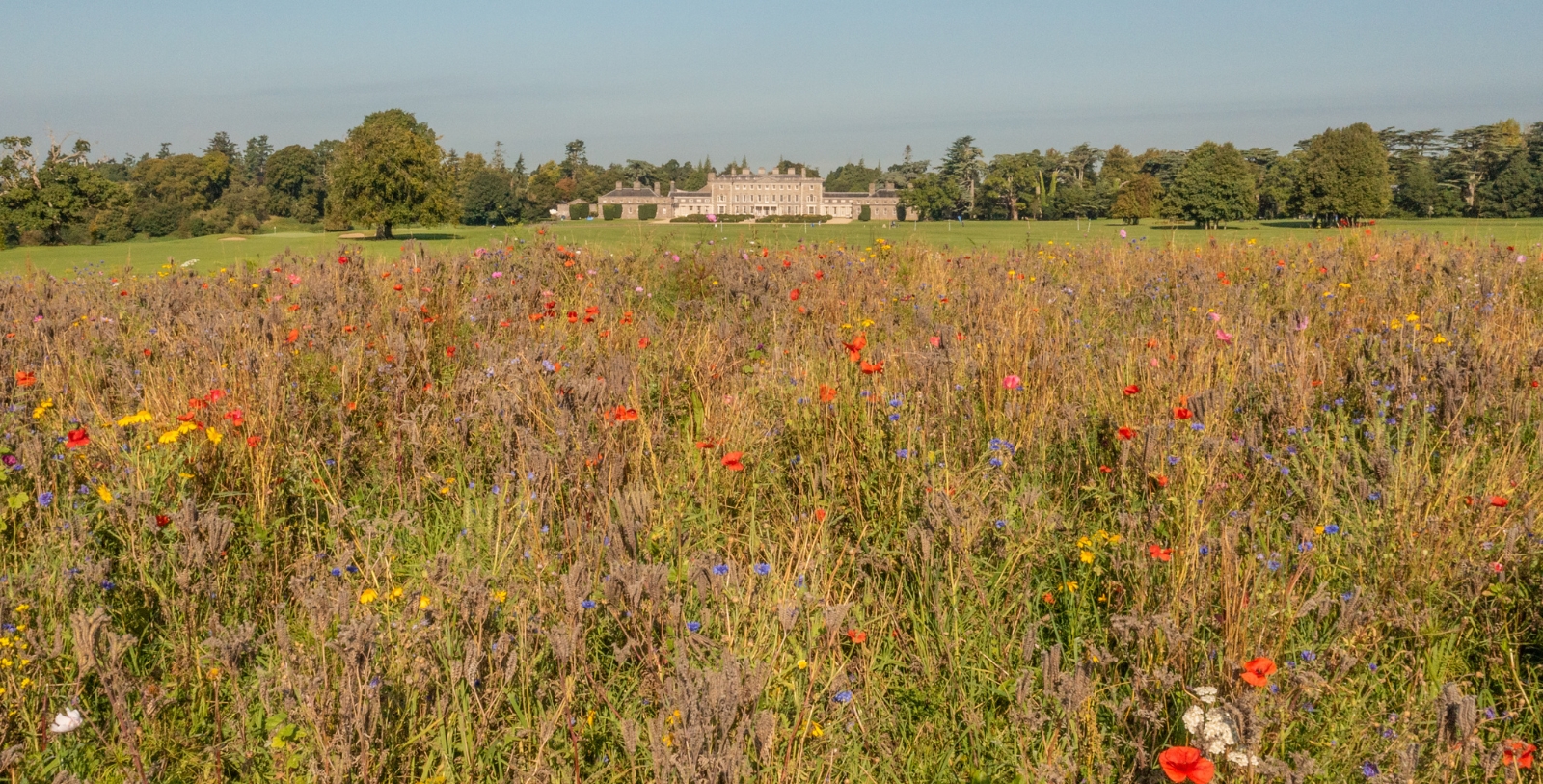 a field of flowers with a building in the background