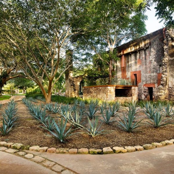 a garden with plants in front of a building