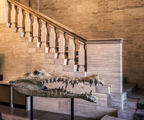 a crocodile head on a stand in front of a staircase