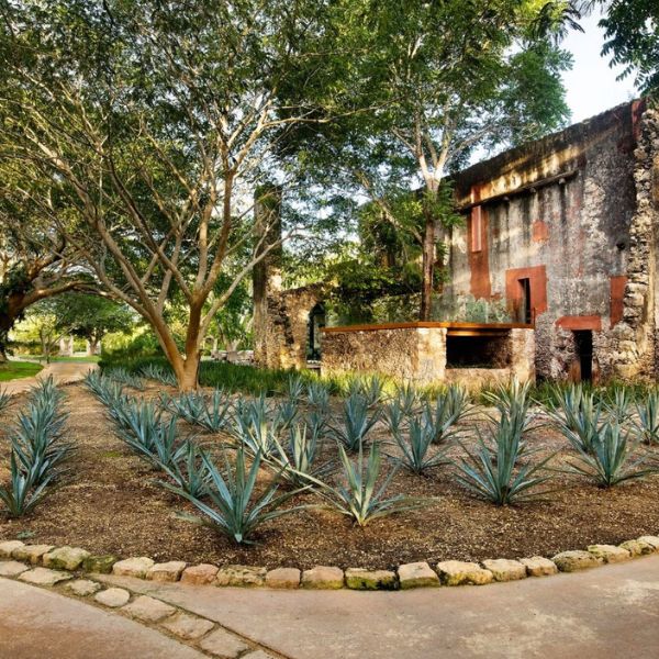a garden with plants and trees