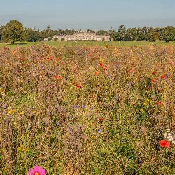 a field of flowers with a building in the background