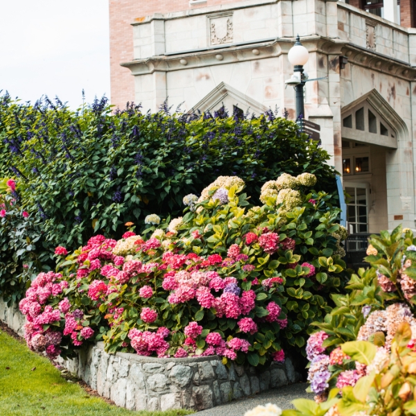 a garden with flowers and bushes