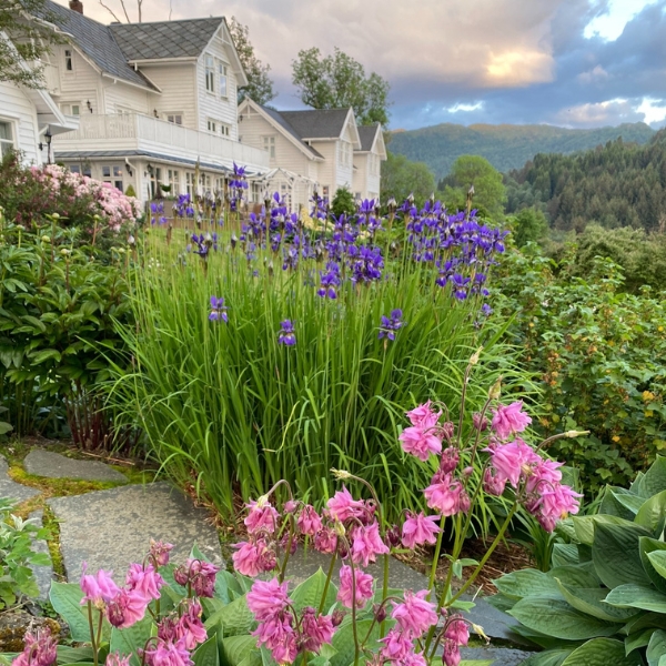 a garden with purple flowers and plants in front of a house