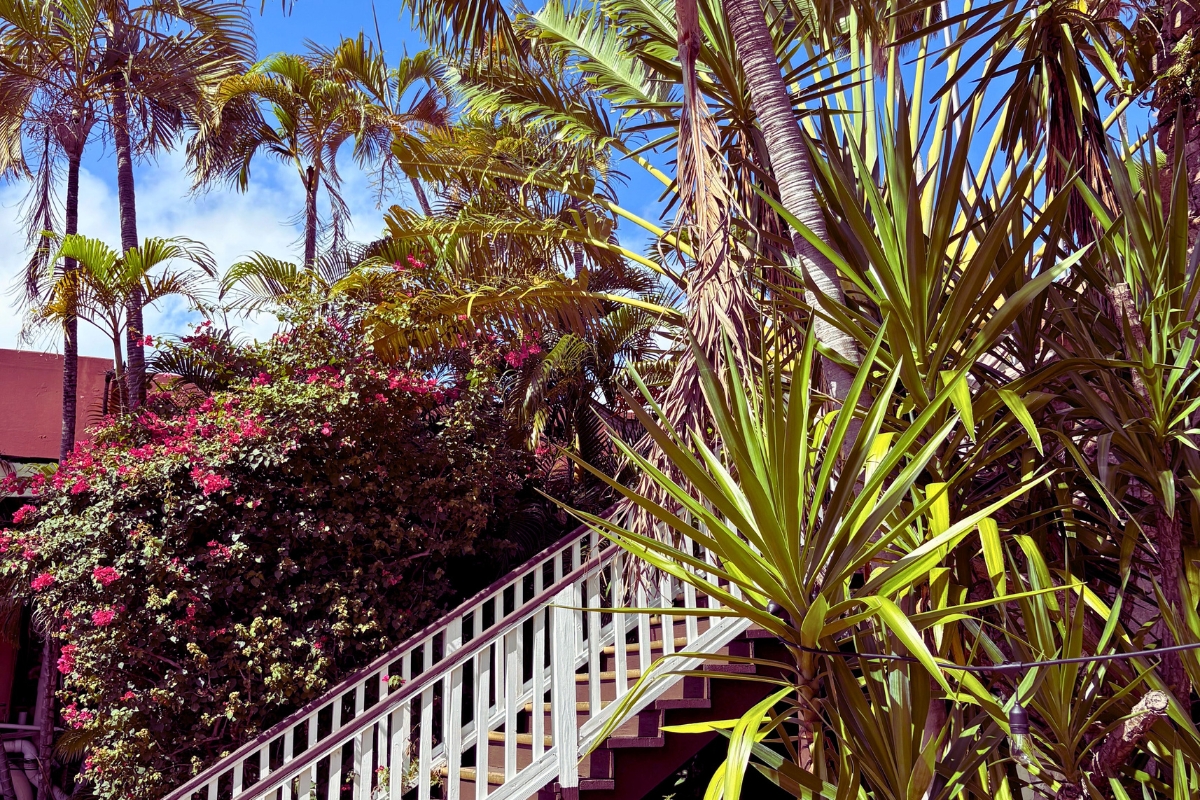 palm_trees_high 679be81e3451f