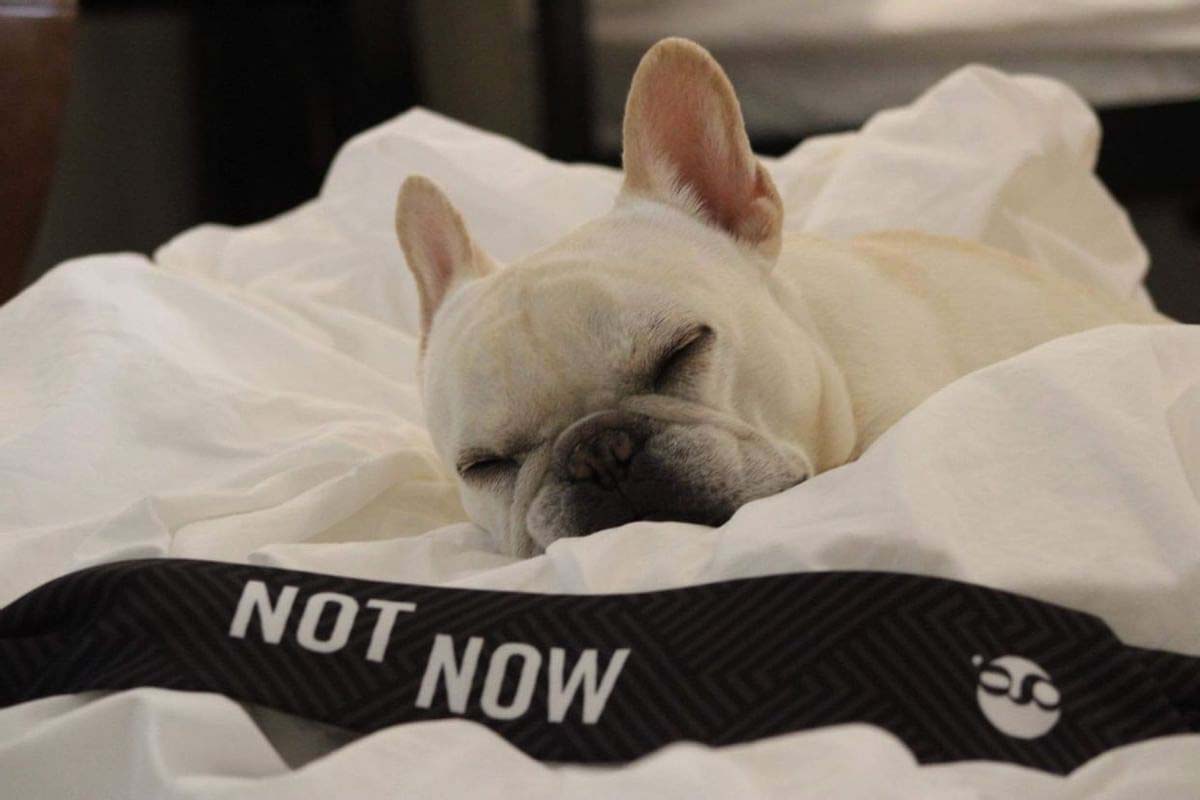 a dog sleeping on a bed