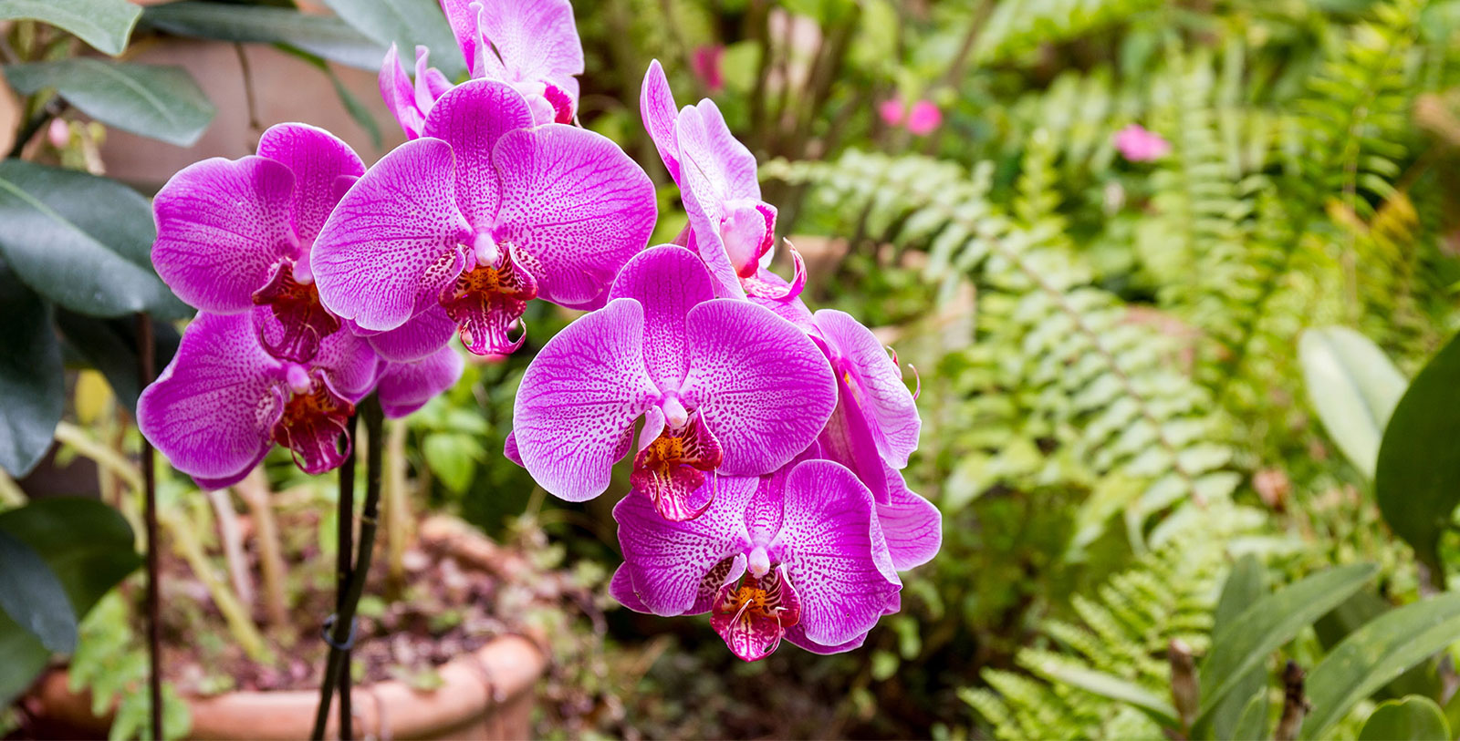a group of purple flowers