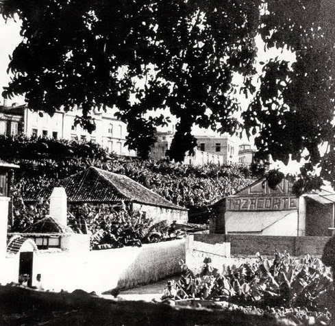 a black and white photo of a plantation