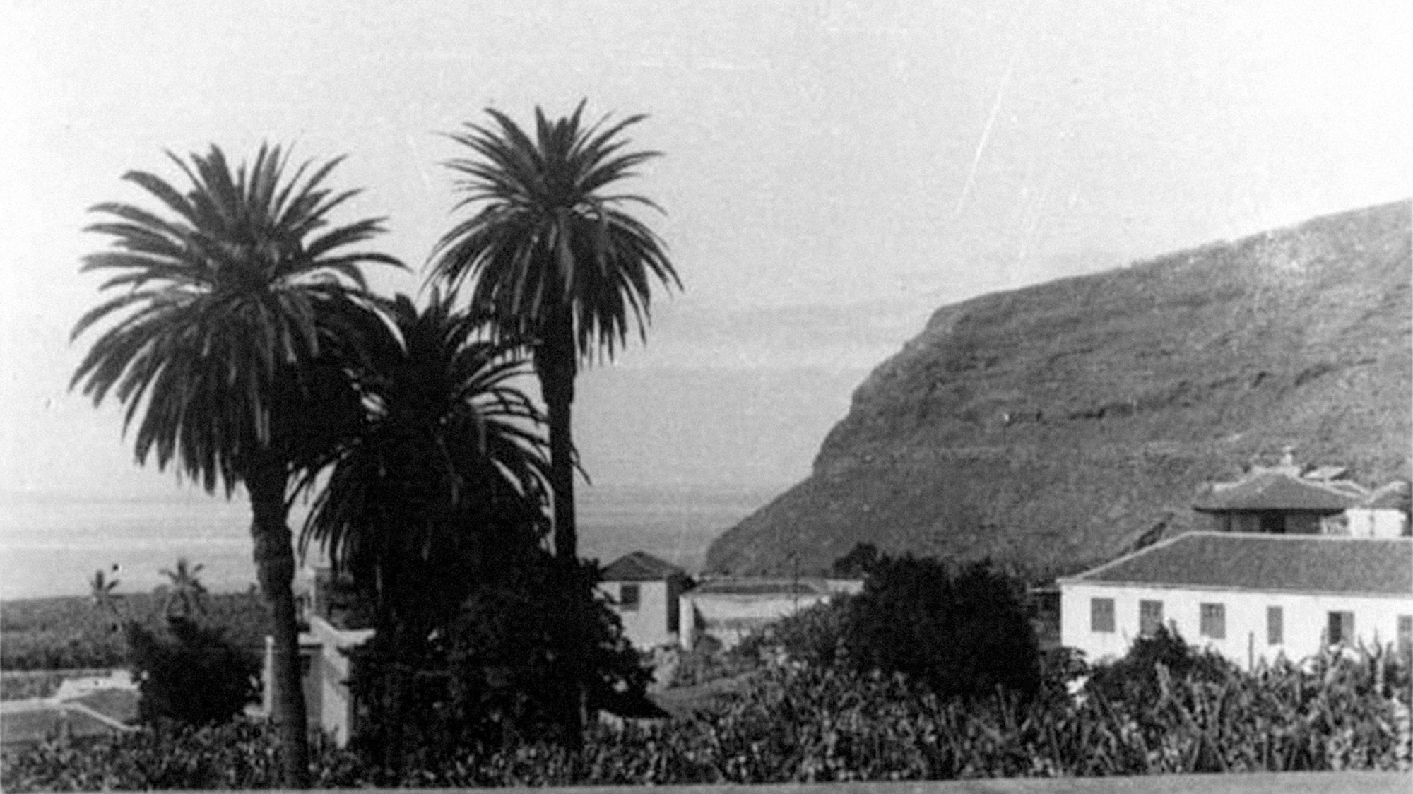 a palm trees and a hill