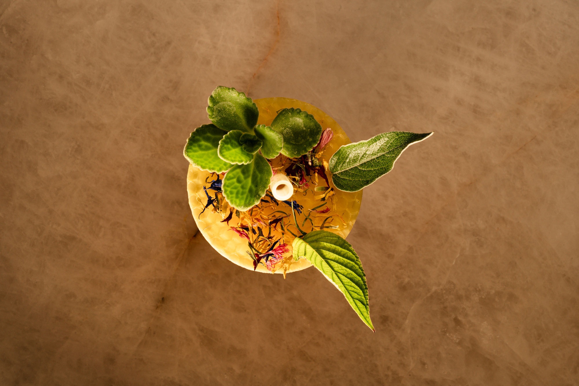 a plant in a pot