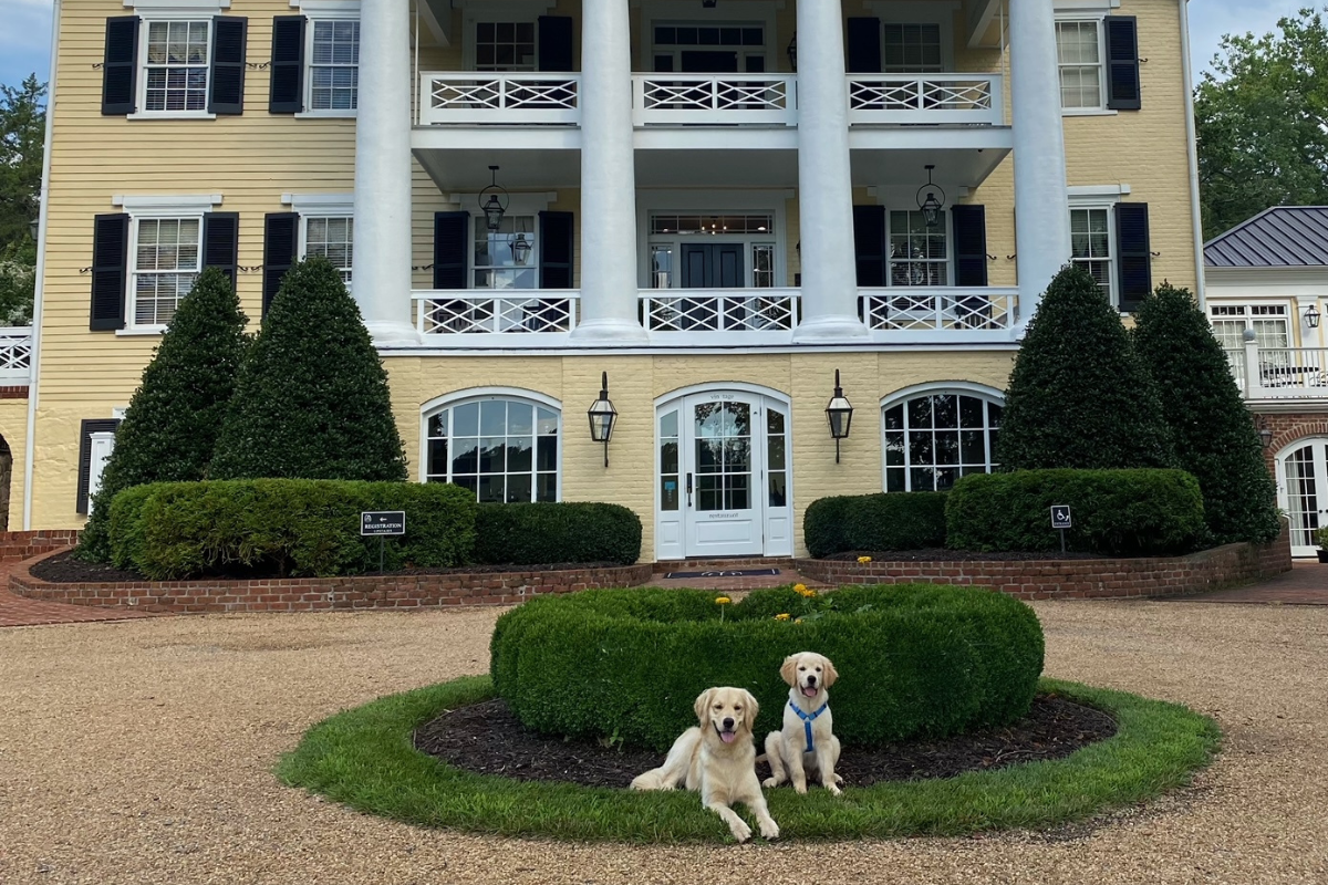 two dogs sitting in front of a large building