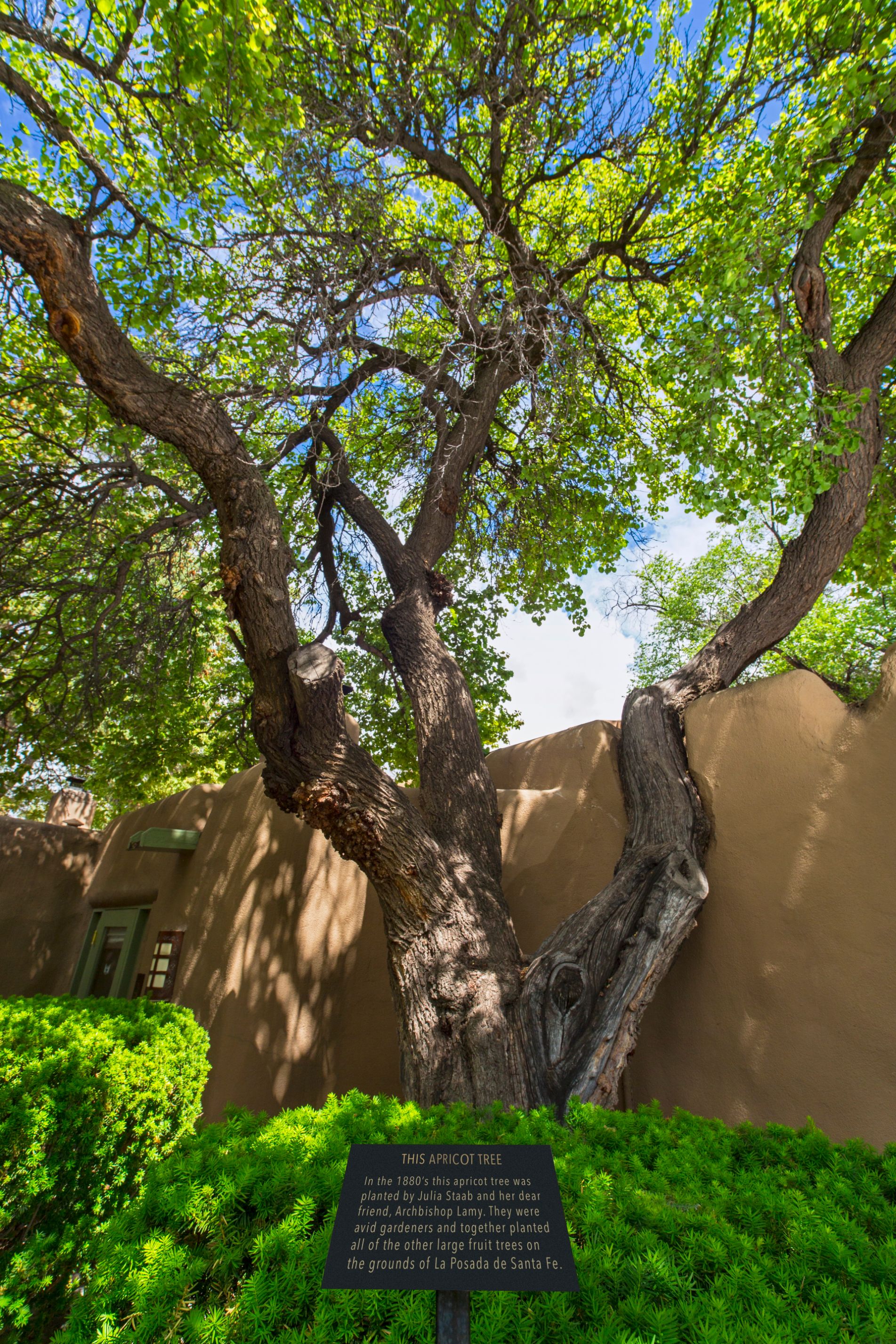a tree with green leaves