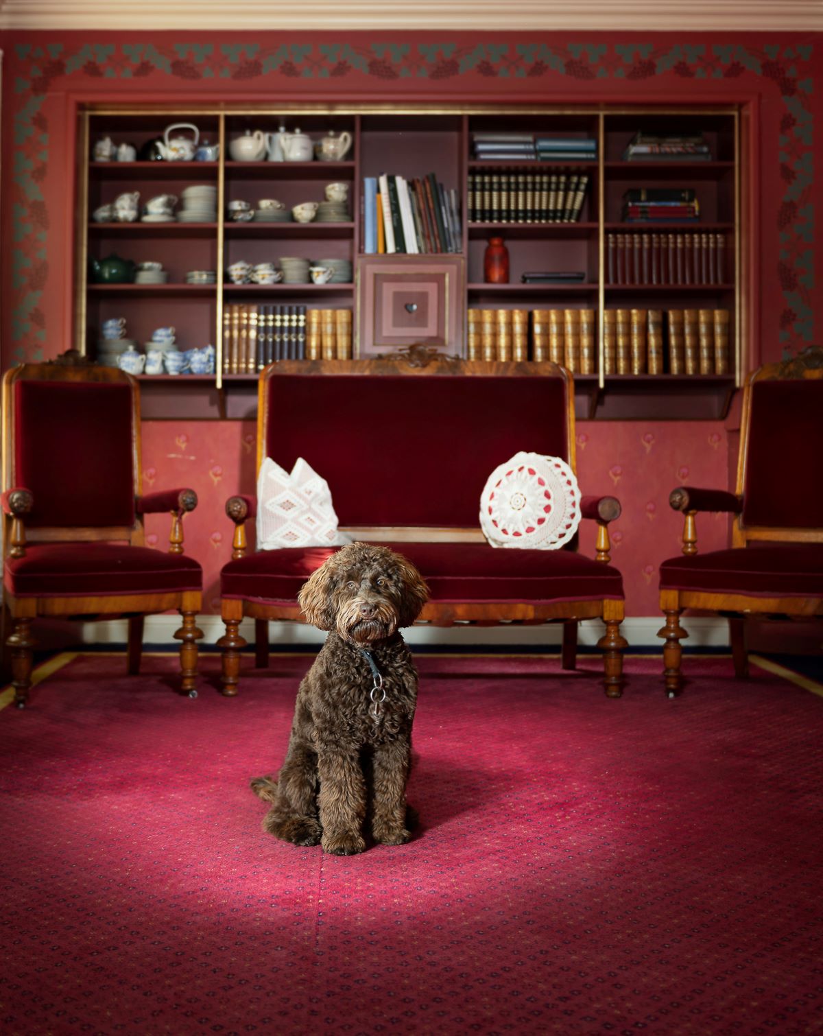 a dog sitting in a room