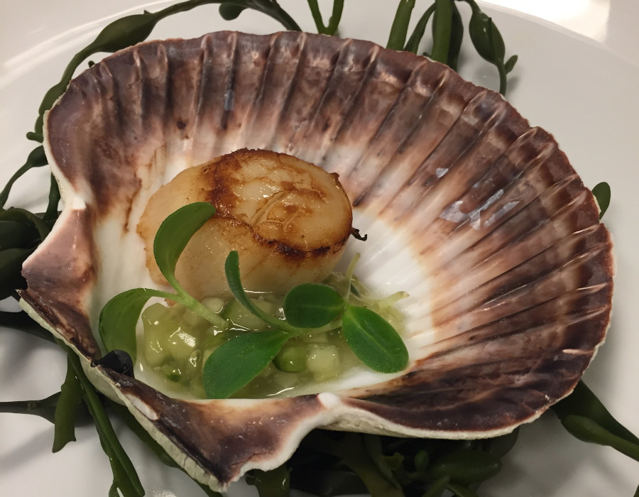a shell with a scallop on it