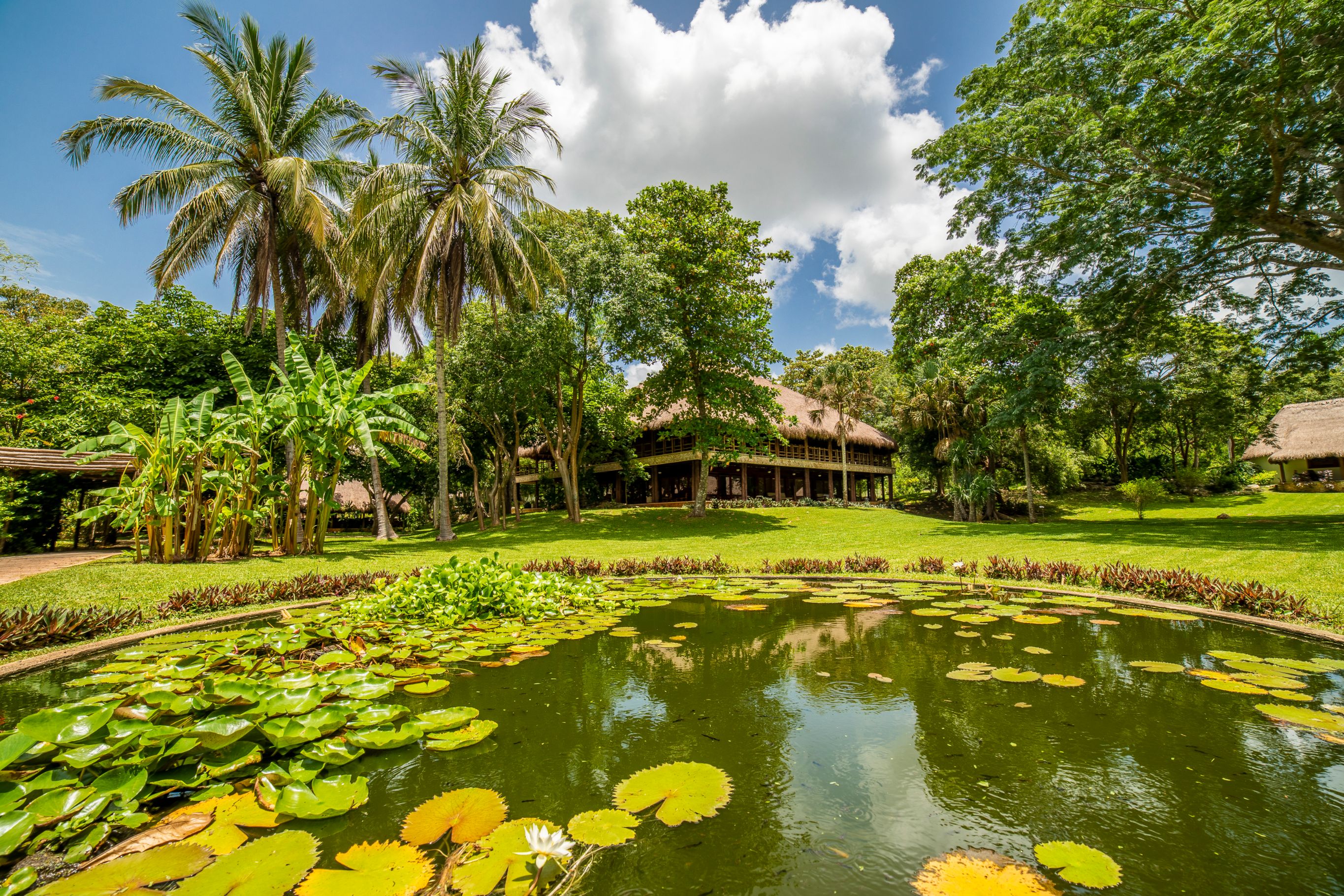 a pond with lily pads and trees in front of a building