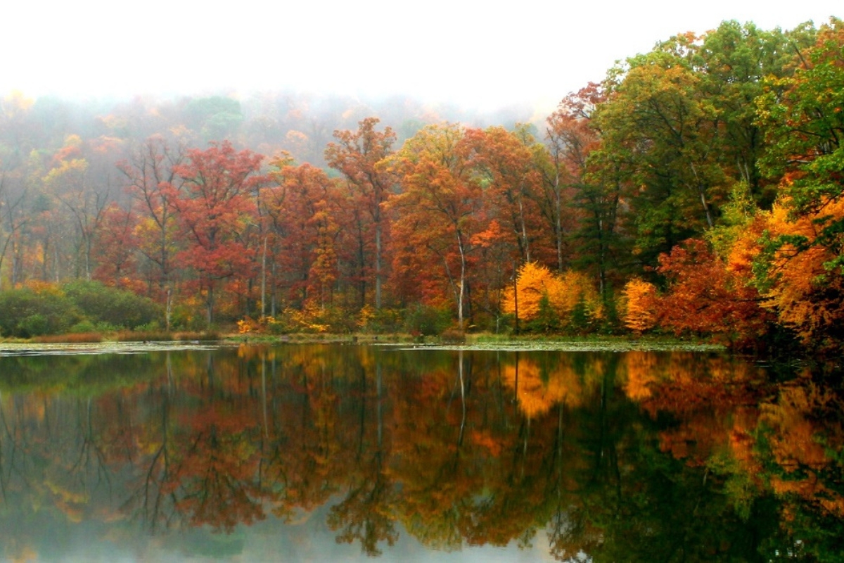 a body of water with trees and a forest