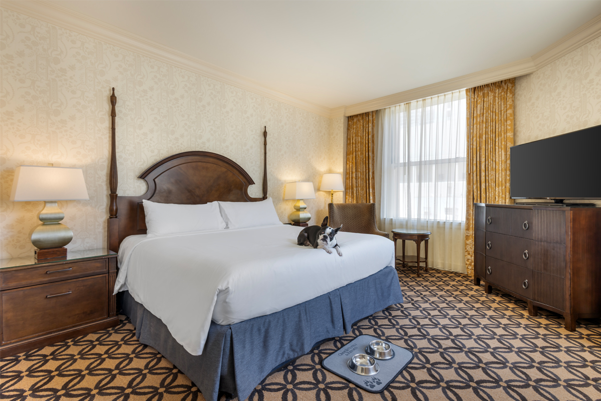 a dog lying on a bed in a hotel room