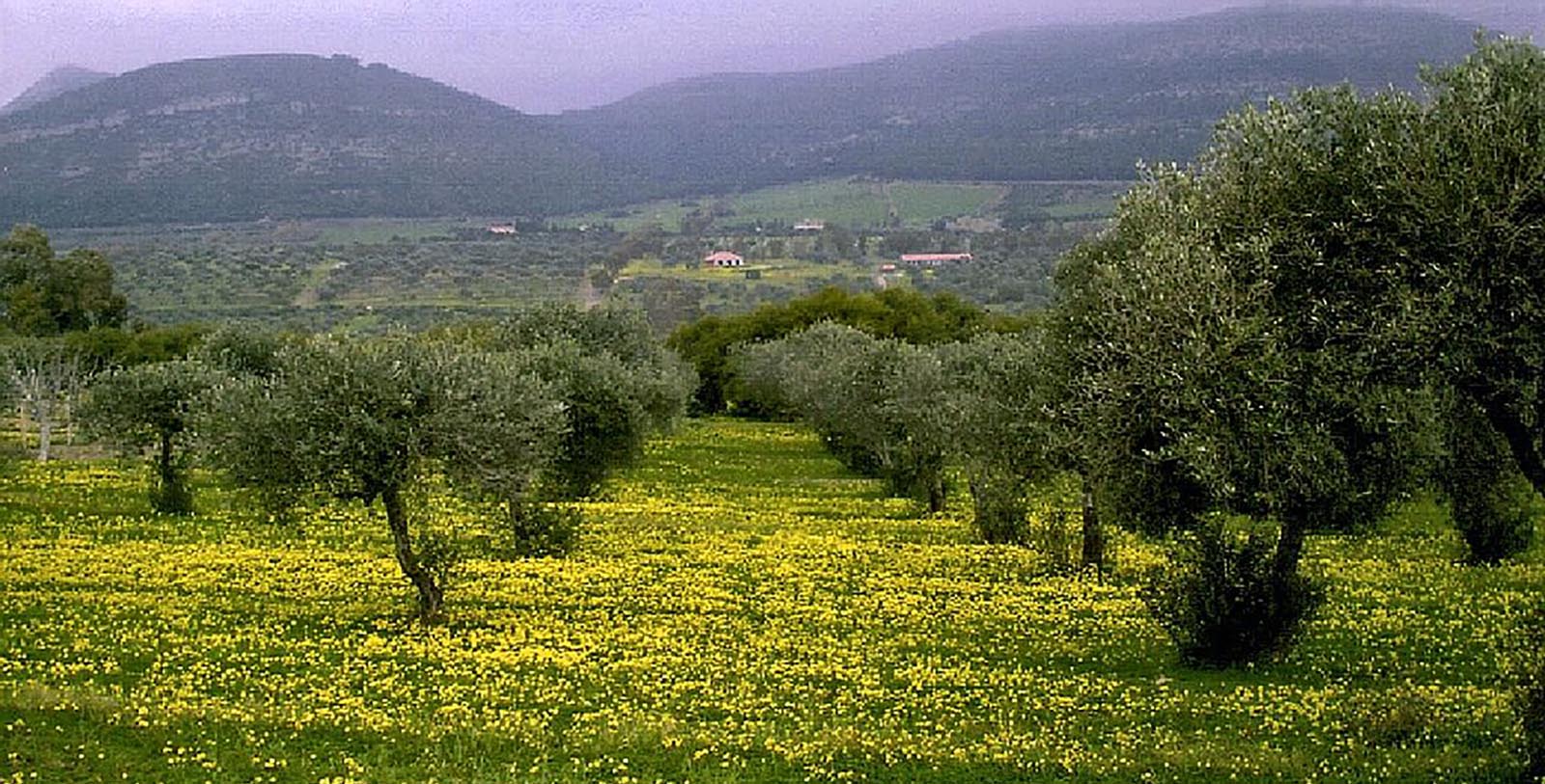a field of yellow flowers